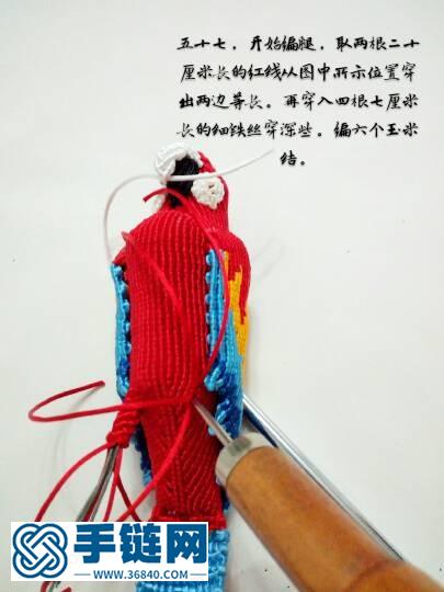 紅色金剛鸚鵡鳥