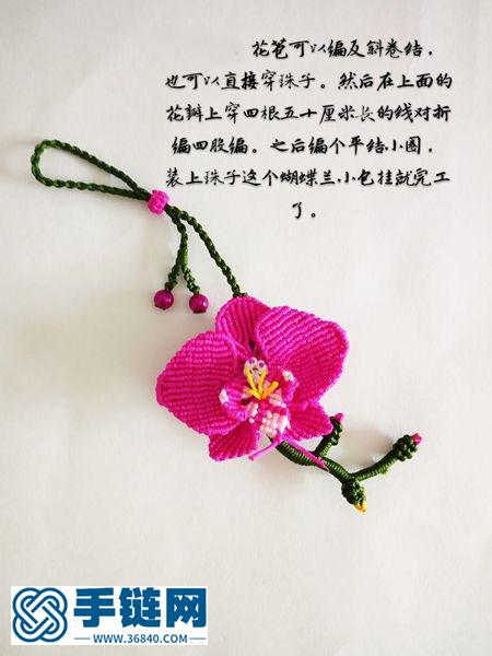 蝴蝶蘭