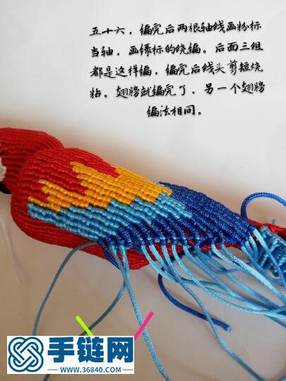 紅色金剛鸚鵡鳥