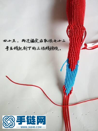 紅色金剛鸚鵡鳥