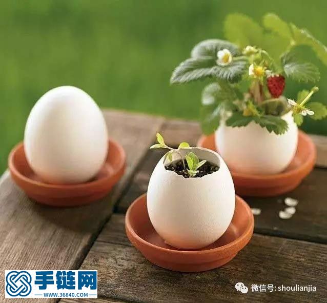 蛋殼迷你多肉花盆