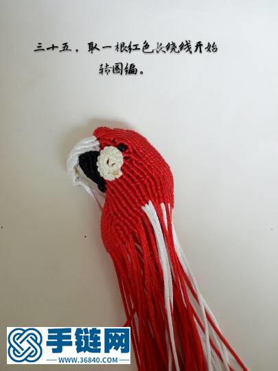 紅色金剛鸚鵡鳥