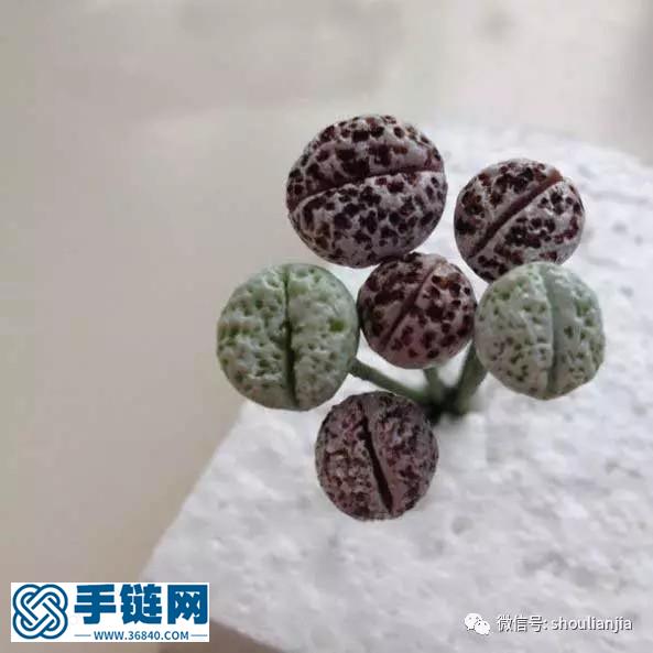 隨心的多肉