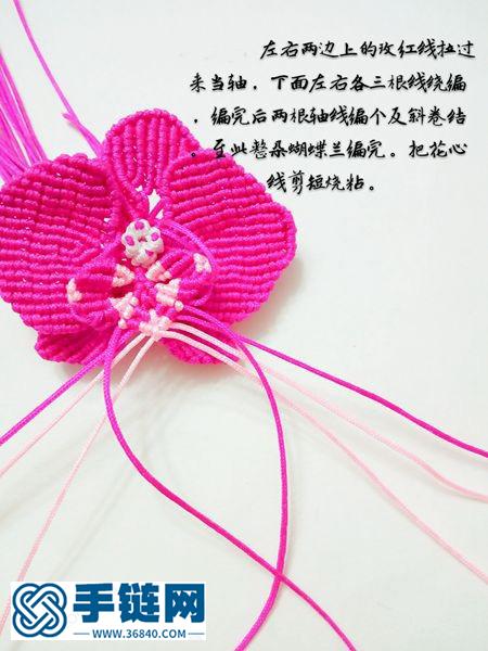 蝴蝶蘭